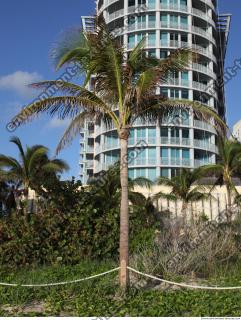 palm tree 0003